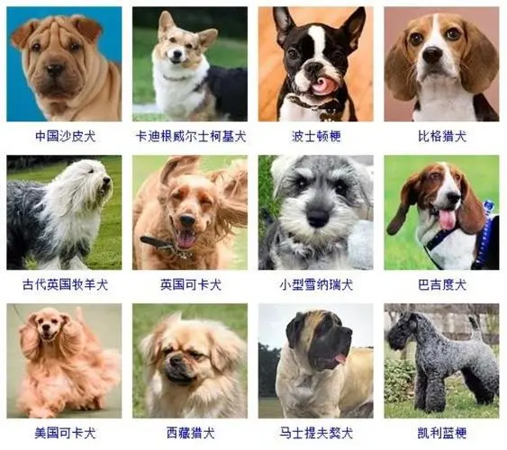 狗的分类：了解不同种类的狗