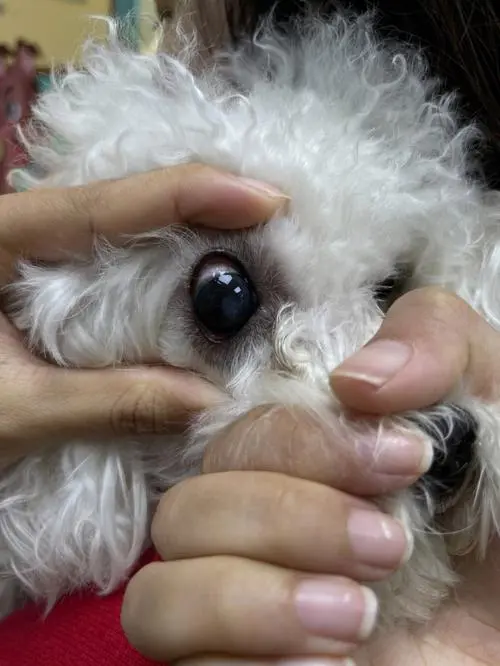 狗的视力究竟如何？