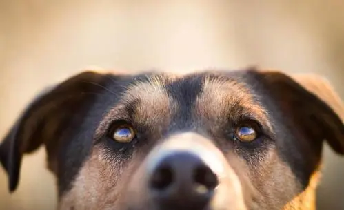 狗的视力如何？解密狗狗的神奇眼力
