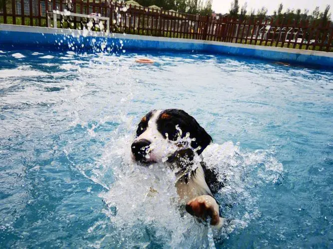 狗的天生本能：它们是否会游泳？