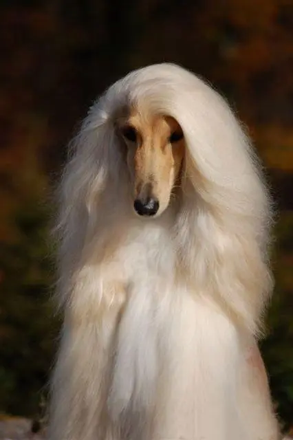 狗的外貌特征：揭秘狗的毛色、体型和面部特征