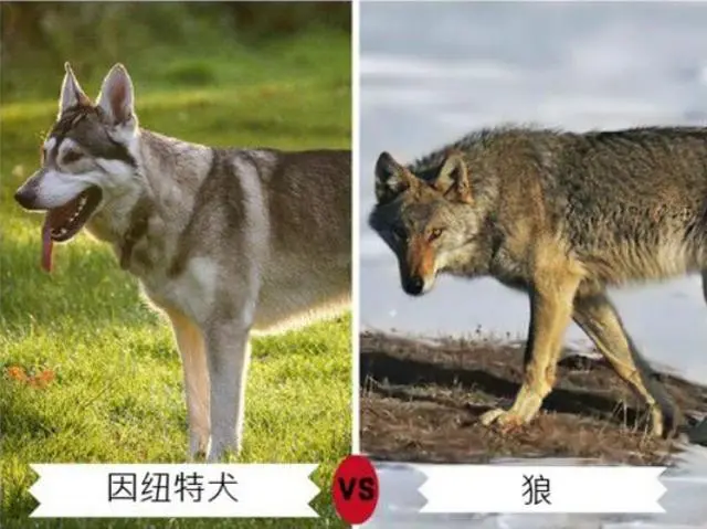 狗的祖先是狼吗？揭秘狗类的神秘历史