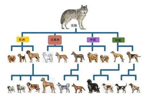 狗的祖先：追寻狗的起源