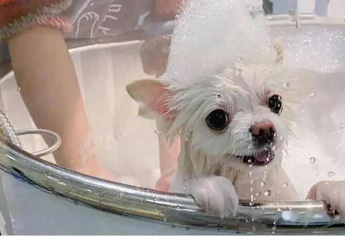 狗多大可以洗澡？如何正确洗澡保健狗狗？