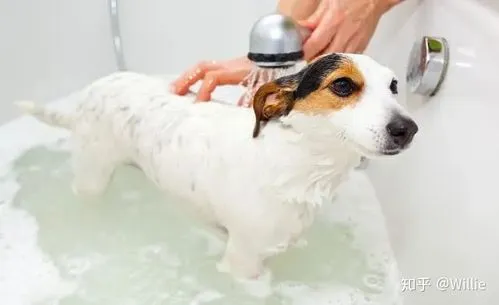 狗多久洗一次澡？不同的品种、生活环境和个体需求会有所不同