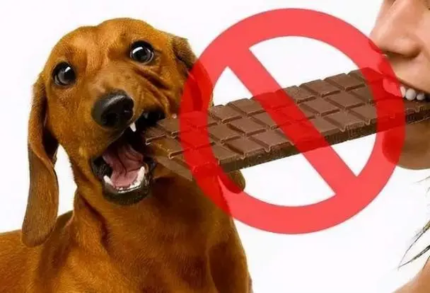 狗狗不能吃的东西：保护它们的健康