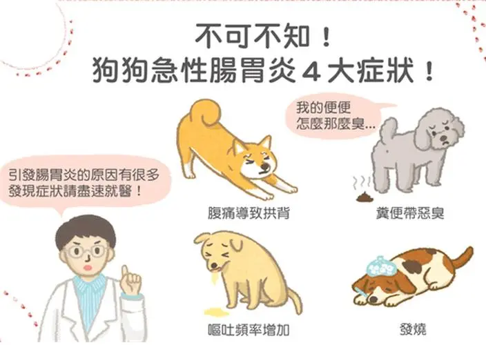狗狗肠胃炎：症状、原因与治疗