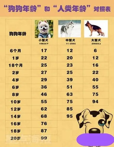 狗狗多大算成年犬？