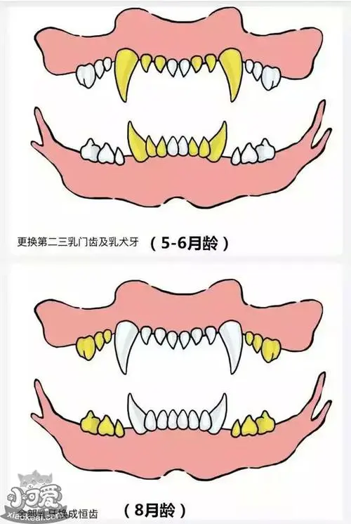 狗狗换牙顺序图解：让你了解宝贝换牙的过程