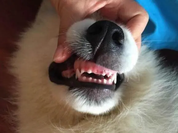 狗狗几个月换牙？正常牙齿更替期早晚因品种而异