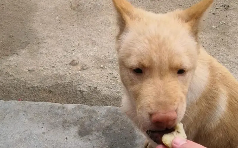 狗狗可以吃地瓜吗