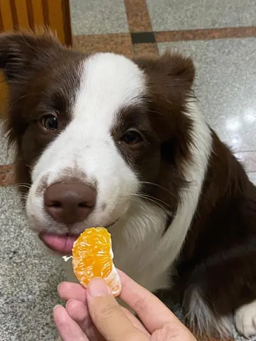 狗狗可以吃橘子吗？