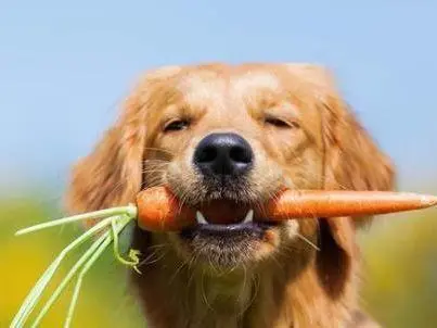 狗狗可以吃萝卜吗？