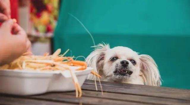 狗狗可以吃虾吗？揭秘狗狗的饮食禁忌与虾的适宜食用量