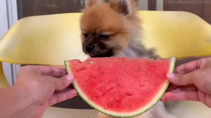 狗狗可以吃西瓜吗？