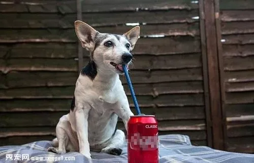 狗狗可以喝可乐吗？探寻真相