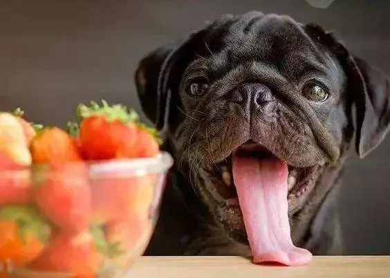 狗狗可以享受蓝莓的美味吗？
