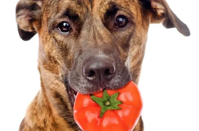狗狗能不能吃柿子？