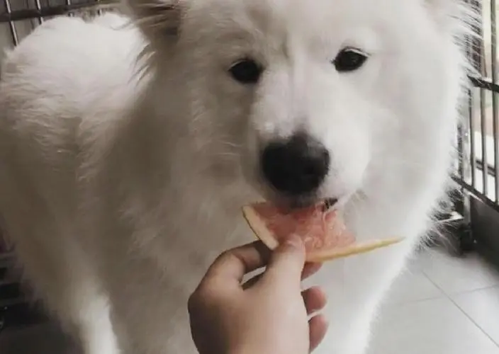 狗狗能不能吃柚子？