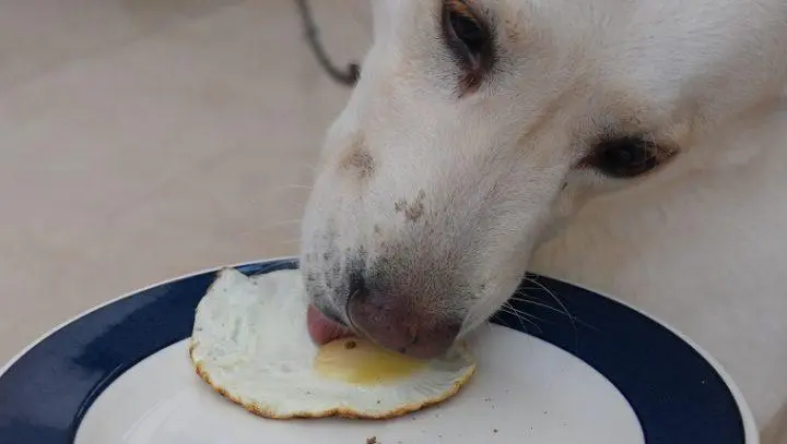 狗狗能吃鸡蛋白吗？