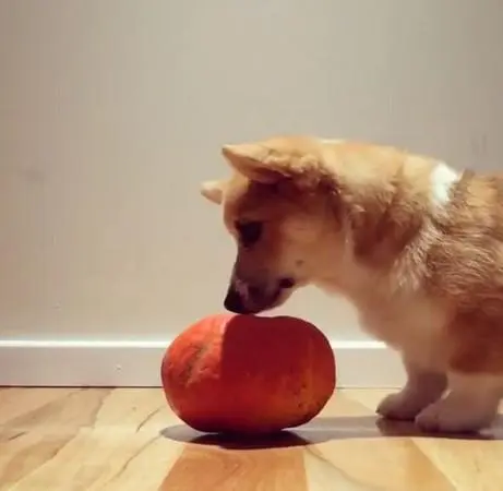 狗狗能吃南瓜吗？