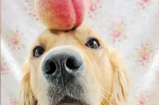 狗狗能吃桃子吗？