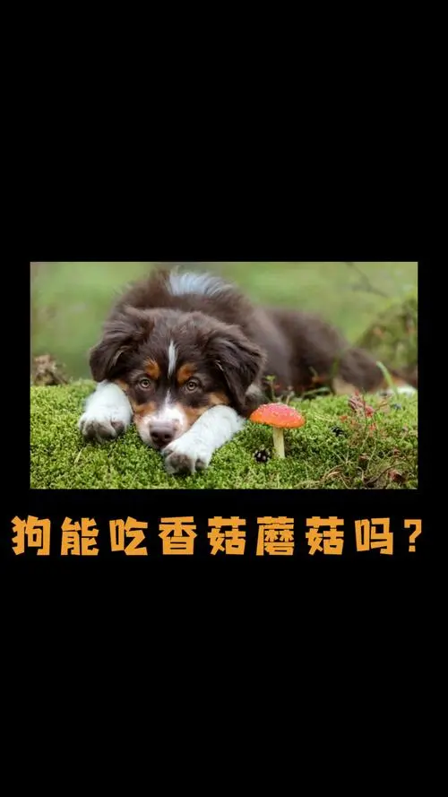狗狗能吃香菇吗？