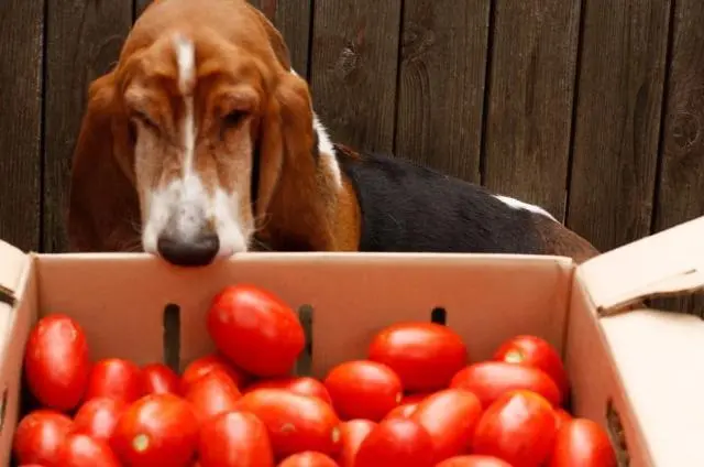 狗狗能吃西红柿吗？