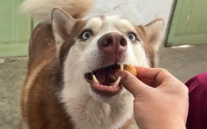 狗狗能否吃核桃仁？