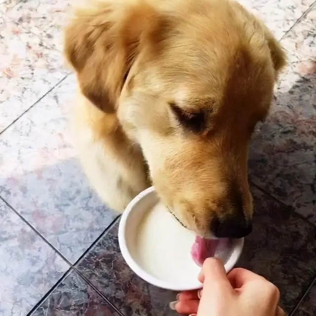 狗狗能否喝酸奶？科学家的解答让你放心了吗？