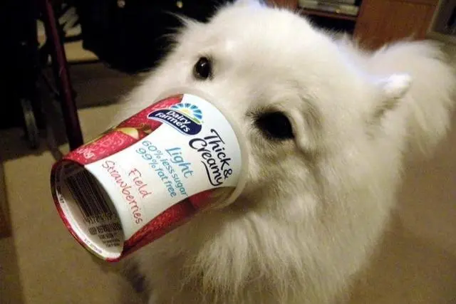 狗狗能否享用酸奶的美味？