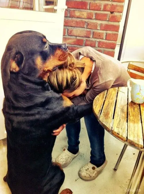 狗狗：人类最忠实的朋友