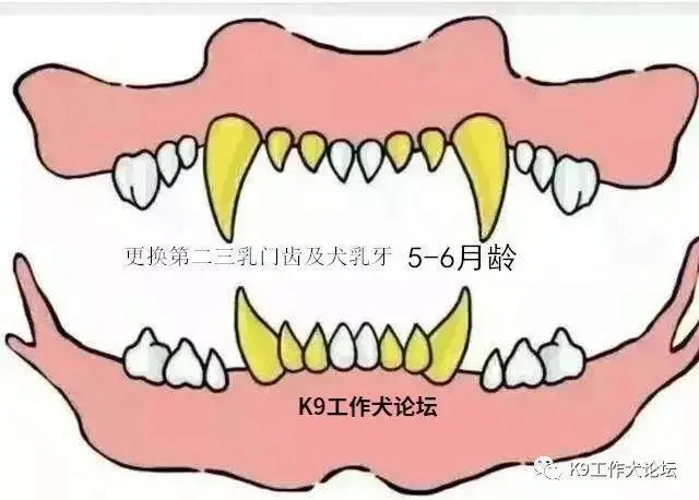 狗狗什么时候换牙？专家揭秘狗狗乳牙脱落和恒牙生长过程