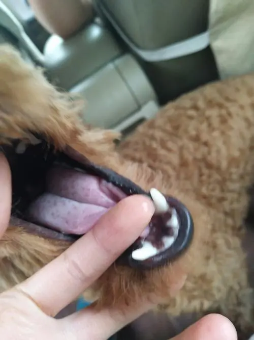 狗狗舌头上有黑斑，你知道原因吗？