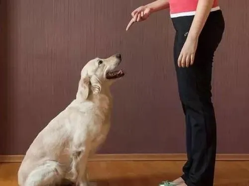 狗狗听得懂人话吗？