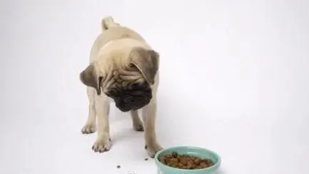 狗狗为什么不吃东西？