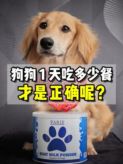狗狗一天吃几顿才合适？