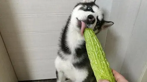 狗可以吃苦瓜吗？
