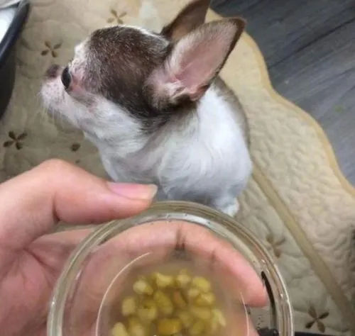 狗可以吃绿豆吗？答案让你意想不到！