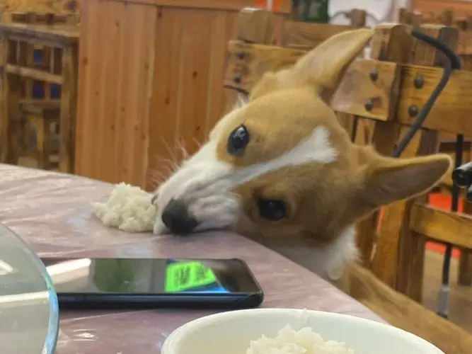 狗可以吃米饭吗？