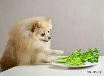 狗可以吃芹菜吗？狗的饮食禁忌及注意事项