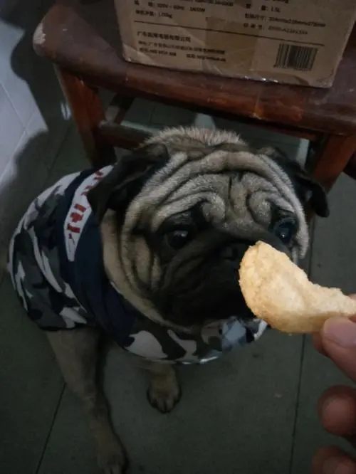 狗可以吃薯片吗？