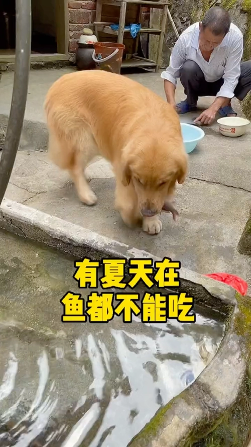 狗可以吃鱼吗？一起来看看！