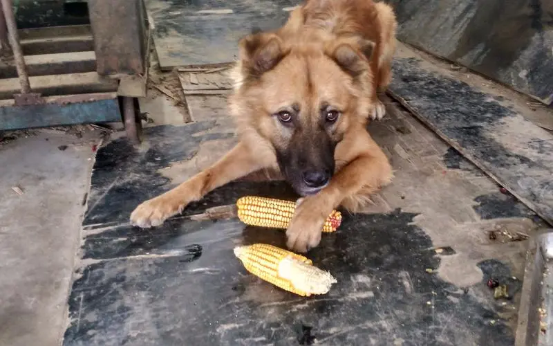 狗可以吃玉米吗？