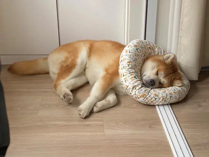 狗每天睡几个小时？解密狗狗睡眠时间