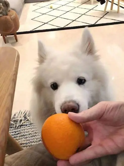 狗能不能吃橙子？