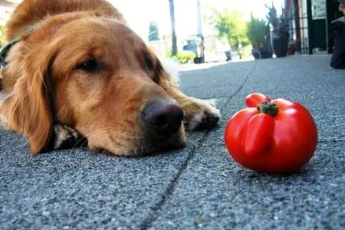 狗能不能吃番茄？科学家揭开迷雾