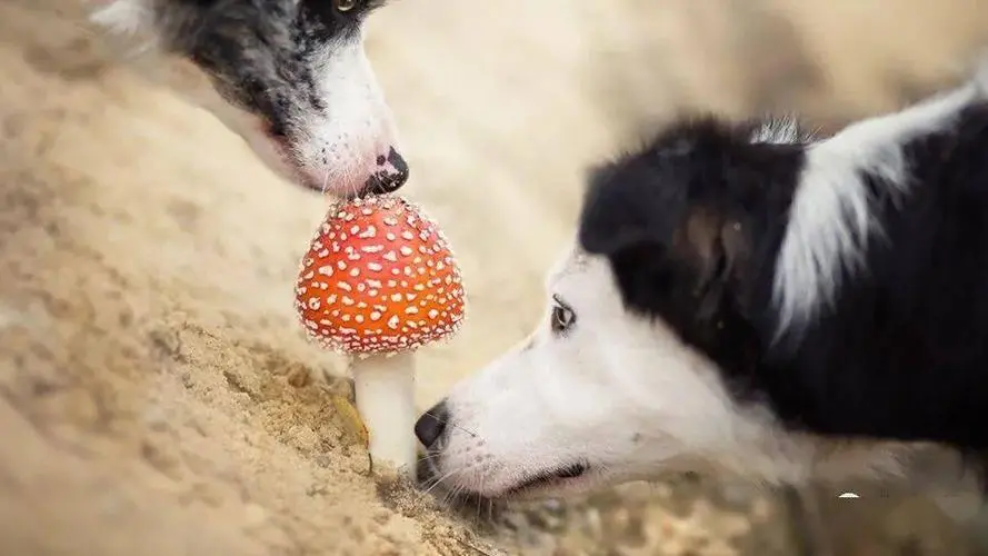 狗能不能吃蘑菇？解析狗狗是否适合食用蘑菇的问题