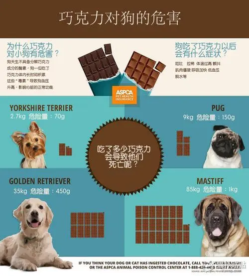 狗能不能吃巧克力？正确的喂养方式是什么？