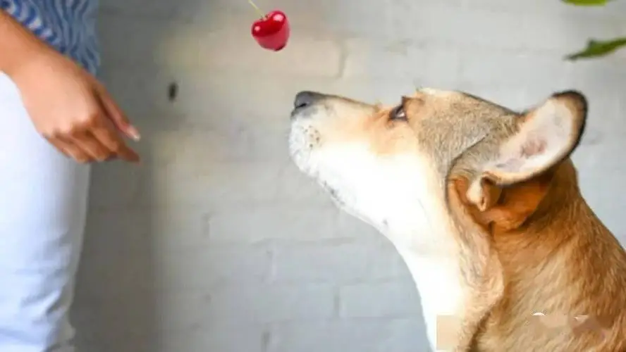 狗能不能吃柿子？科学家给出了答案！